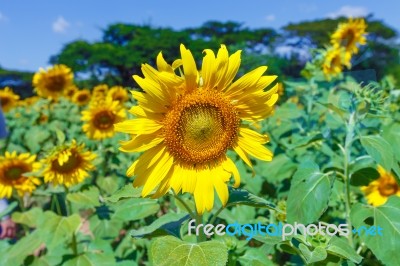 Sunflower Stock Photo