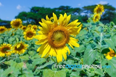 Sunflower Stock Photo