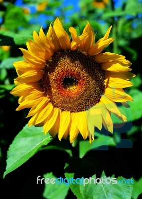 Sunflower Stock Photo