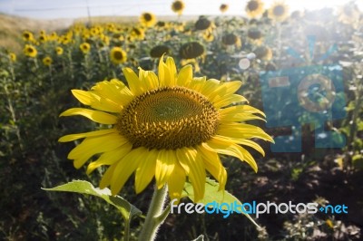 Sunflower Stock Photo