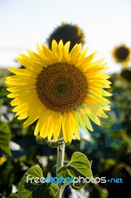 Sunflower Stock Photo