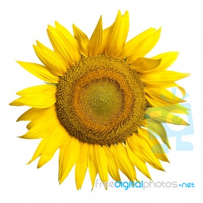 Sunflower Stock Photo