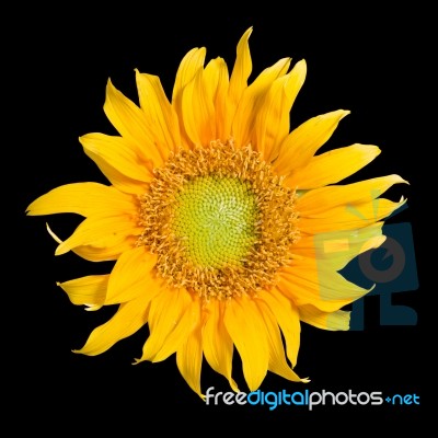 Sunflower Stock Photo