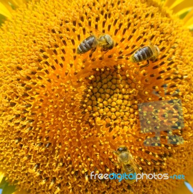 Sunflower And Bees Stock Photo