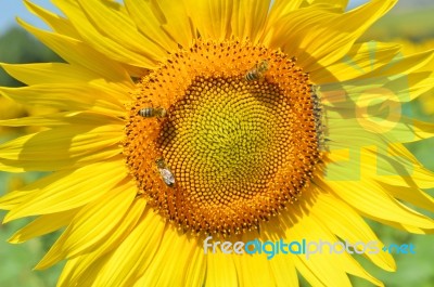 Sunflower And Bees Stock Photo