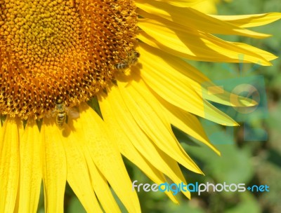 Sunflower And Bees Stock Photo