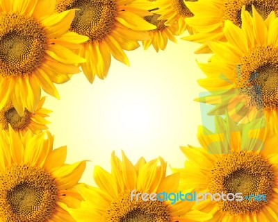 Sunflower Backdrop Stock Photo