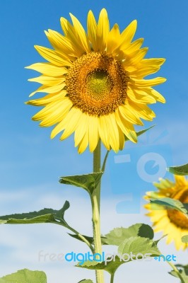 Sunflower  Blooming Agent Blue Sky Stock Photo