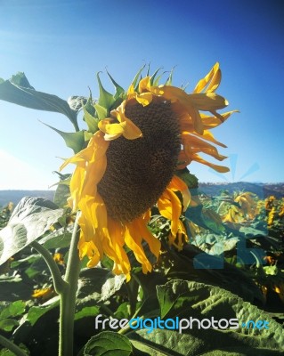 Sunflower Close Up Stock Photo