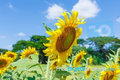 Sunflower Detail Stock Photo