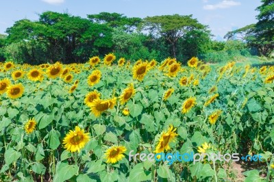 Sunflower Detail Landscape Stock Photo