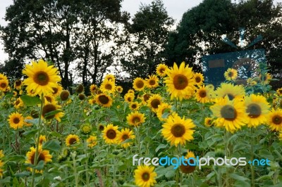 Sunflower Field Stock Photo