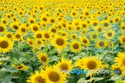 Sunflower Field Stock Photo