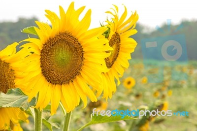 Sunflower Field Stock Photo