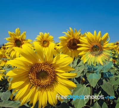 Sunflower Field Stock Photo