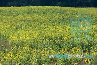 Sunflower Field Stock Photo