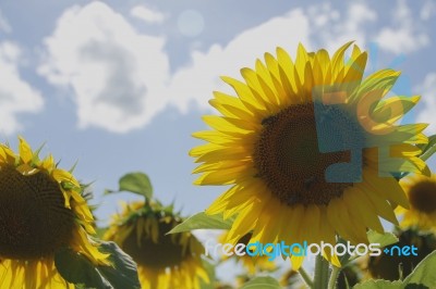 Sunflower Field Stock Photo