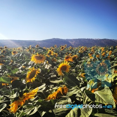 Sunflower Field  Stock Photo