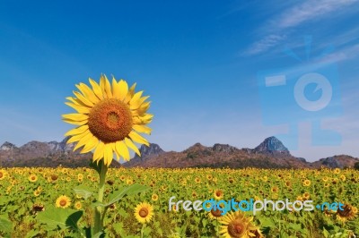 Sunflower Field Stock Photo