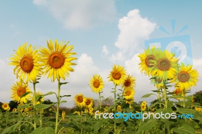 Sunflower Field Stock Photo