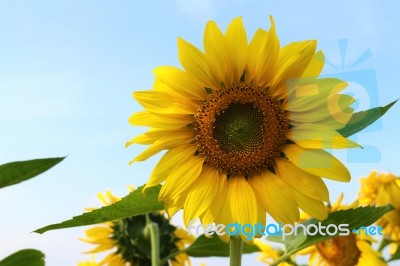 Sunflower Field. Sunflower With Blue Sky And Clouds.  Stock Photo