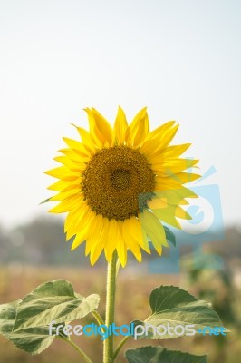 Sunflower In The Field Stock Photo