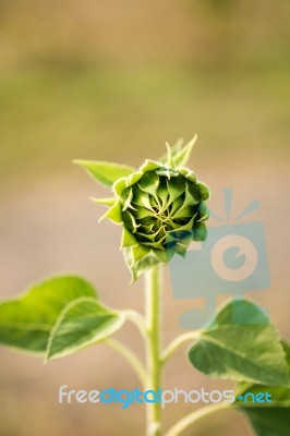 Sunflower In The Field Stock Photo