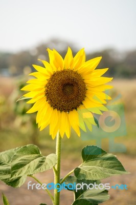 Sunflower In The Field Stock Photo