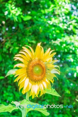 Sunflower In The Garden Stock Photo