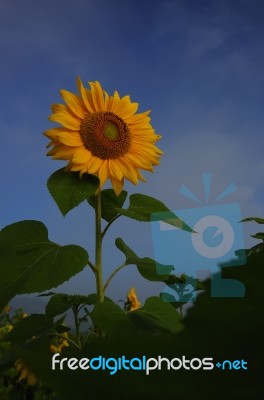 Sunflower In The Morning Light Stock Photo