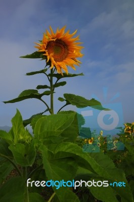 Sunflower In The Morning Light Stock Photo