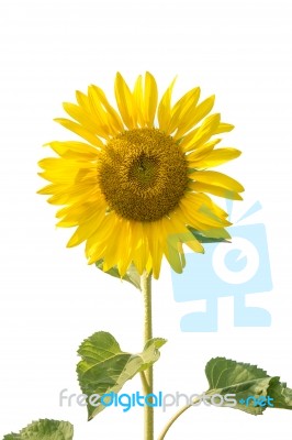 Sunflower Isolated On White Stock Photo