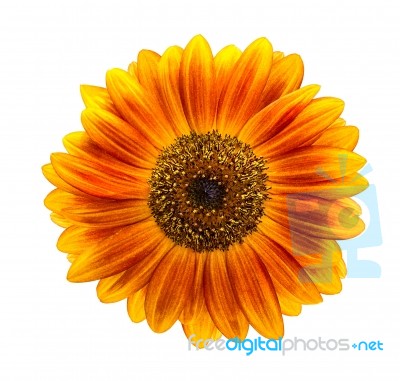 Sunflower Isolated On White Background Stock Photo