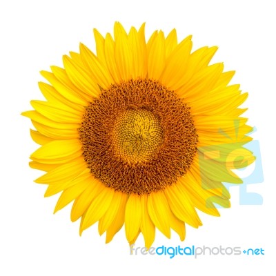 Sunflower Isolated On White Background, Sunflower Natural Background Stock Photo