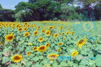 Sunflower Landscape Nature Stock Photo