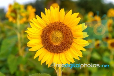 Sunflower Natural Background, Sunflower Blooming In Spring Stock Photo