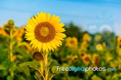 Sunflower Natural Background, Sunflower Blooming In Spring Stock Photo