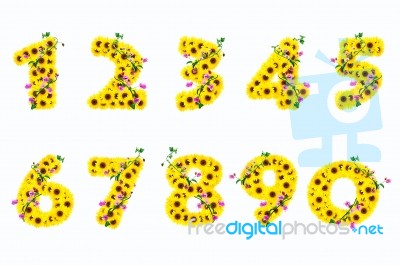 Sunflower Numbers Stock Photo