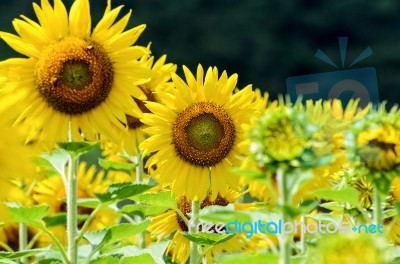 Sunflower Or Helianthus Annuus In The Farm Stock Photo