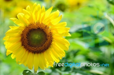 Sunflower Or Helianthus Annuus In The Farm Stock Photo