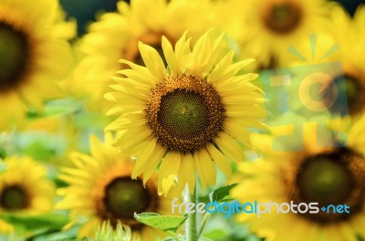 Sunflower Or Helianthus Annuus In The Farm Stock Photo