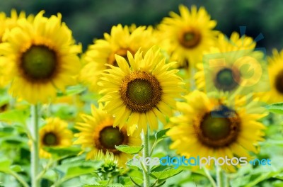 Sunflower Or Helianthus Annuus In The Farm Stock Photo