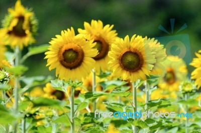 Sunflower Or Helianthus Annuus In The Farm Stock Photo