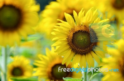 Sunflower Or Helianthus Annuus In The Farm Stock Photo