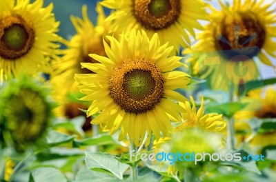 Sunflower Or Helianthus Annuus In The Farm Stock Photo