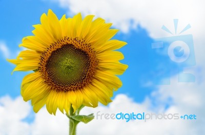 Sunflower Or Helianthus Annuus On Sky Background Stock Photo