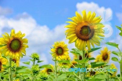 Sunflower Or Helianthus Annuus On Sky Background Stock Photo