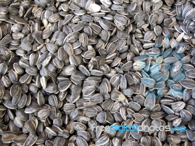 Sunflower Seeds Stock Photo