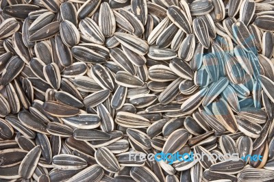 Sunflower Seeds Stock Photo