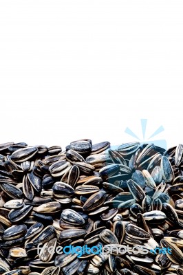 Sunflower Seeds  Stock Photo